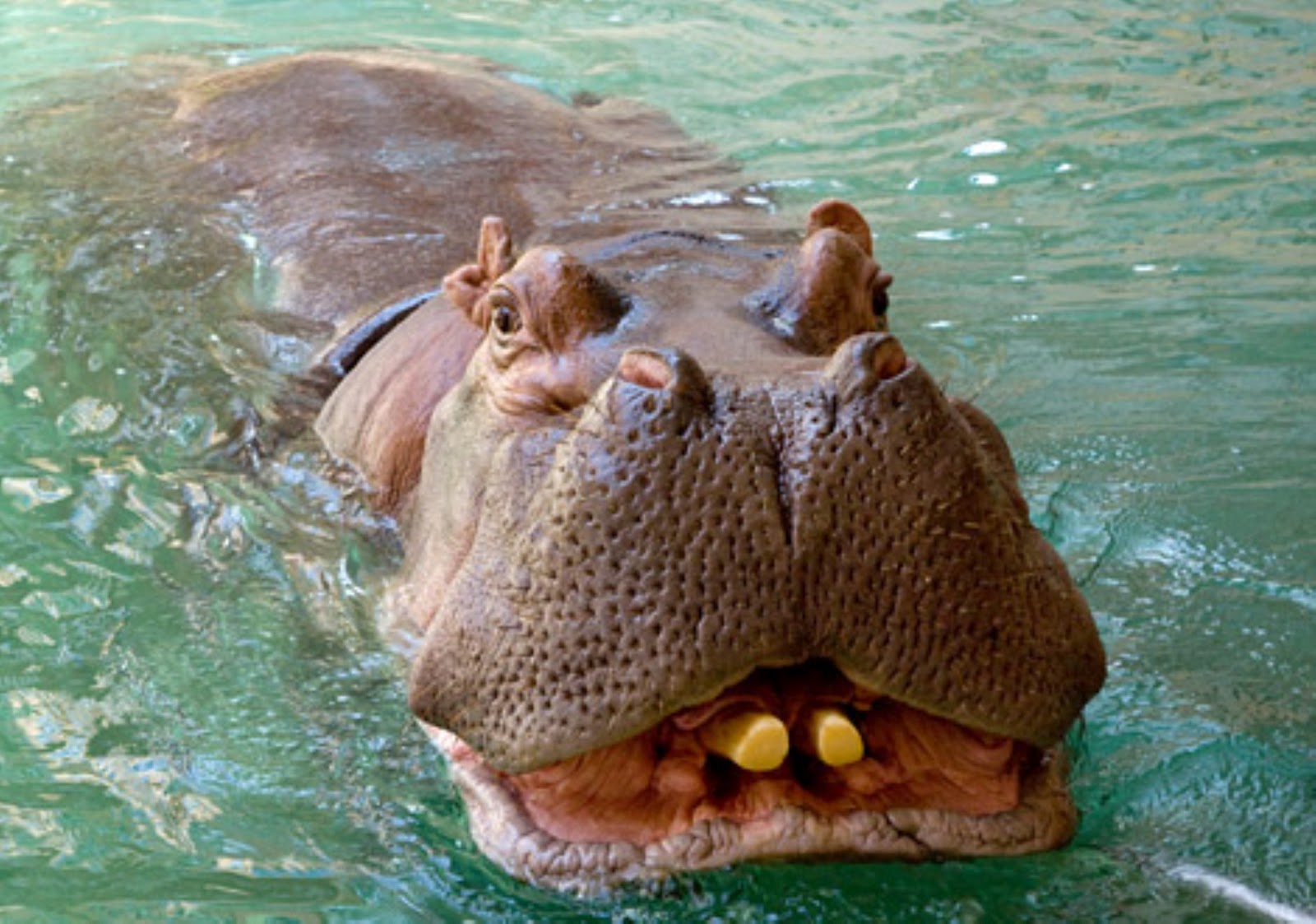 Бегемот в море фото